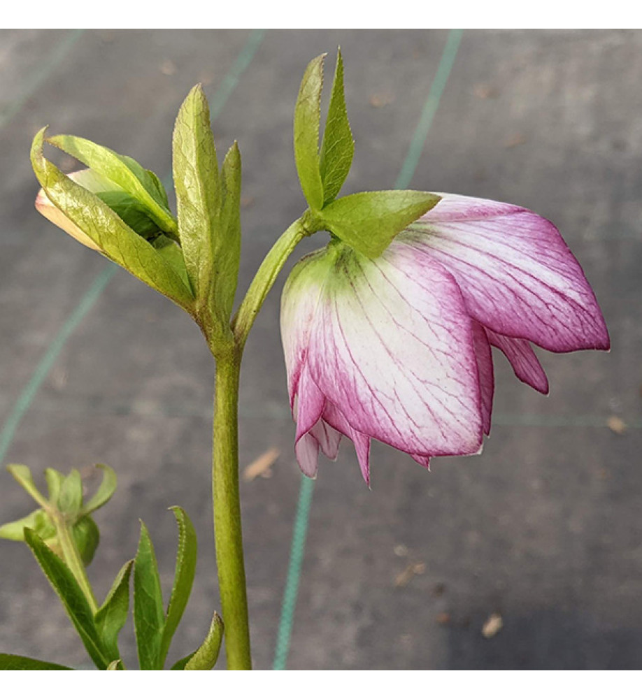 Helleborus x hybridus Double White Picotee (1lt)