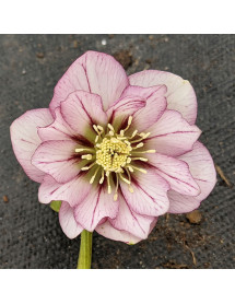 Helleborus x hybridus Double White Picotee (1lt)