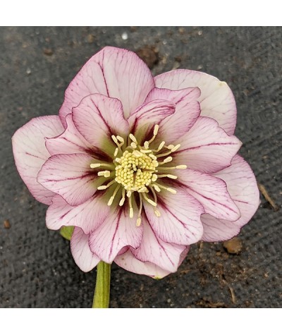 Helleborus x hybridus Double White Picotee (1lt)