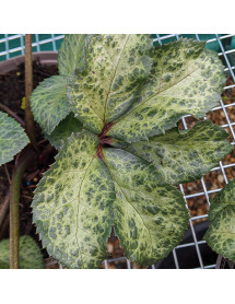 Helleborus x ericsmithii Winter Moonbeam (3lt)