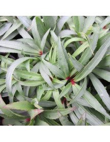 Helleborus foetidus Wester Flisk (0.8lt) Helleborus foetidus Wester Flisk (0.8lt)