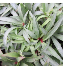 Helleborus foetidus Wester Flisk (0.8lt)