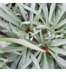 Helleborus foetidus Wester Flisk (0.8lt)