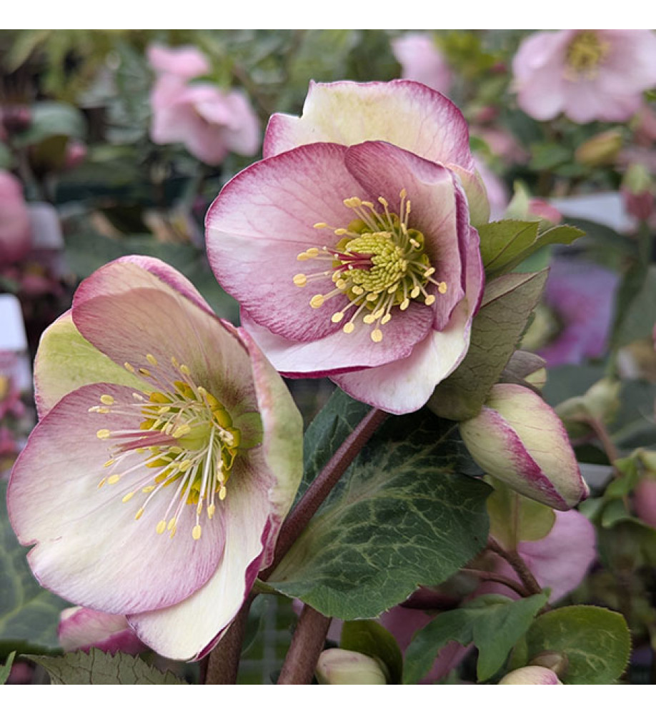 Helleborus Rodney Davey Marbled Group Glenda's Gloss (Frostkiss Series) (3lt)