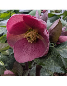 Helleborus Rodney Davey Marbled Group Pippa's Purple (3lt)