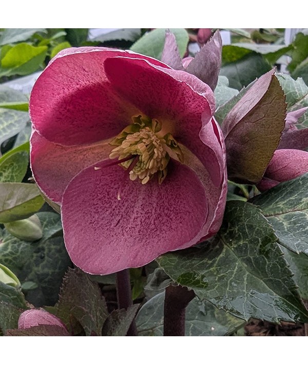 Helleborus Rodney Davey Marbled Group Pippa's Purple (3lt)