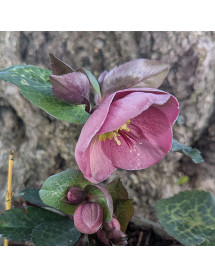 Helleborus Rodney Davey Marbled Group Pippa's Purple (3lt)