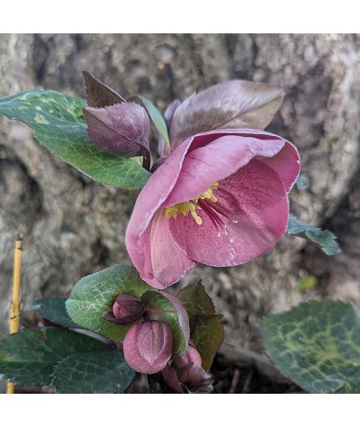 Helleborus Rodney Davey Marbled Group Pippa's Purple (3lt)