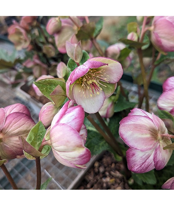 Helleborus Rodney Davey Marbled Group Glenda's Gloss (Frostkiss Series) (3lt)