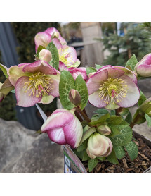 Helleborus Rodney Davey Marbled Group Glenda's Gloss (Frostkiss Series) (3lt)