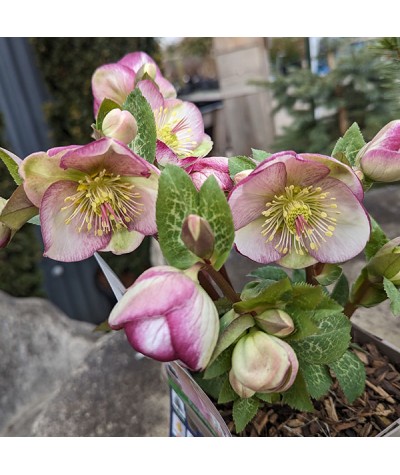 Helleborus Rodney Davey Marbled Group Glenda's Gloss (Frostkiss Series) (3lt)