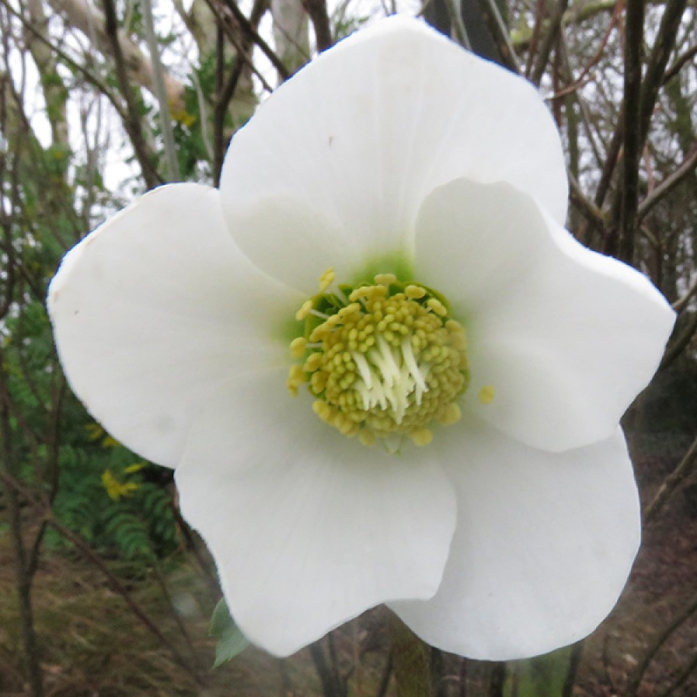 December 2026 - What to do in the garden now.