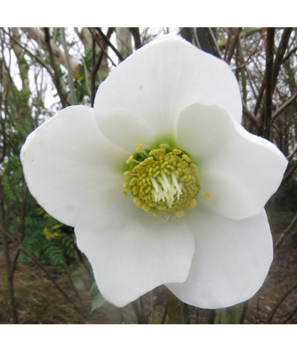 Helleborus niger Goldmarie (2lt) Helleborus niger Goldmarie (2lt)