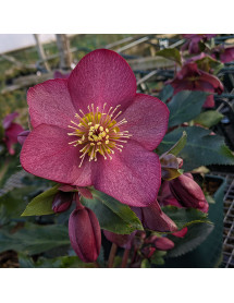 Helleborus HGC Ice 'n' Roses Red (4.5lt)