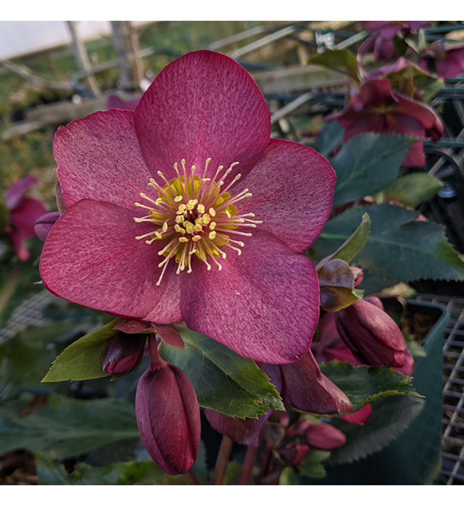 Helleborus HGC Ice 'n' Roses Red (4.5lt)