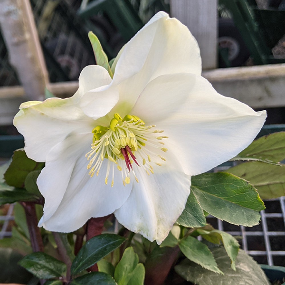 Helleborus HGC Ice 'n' Roses White (3lt)
