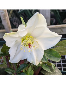 Helleborus HGC Ice 'n' Roses White (4.5lt)
