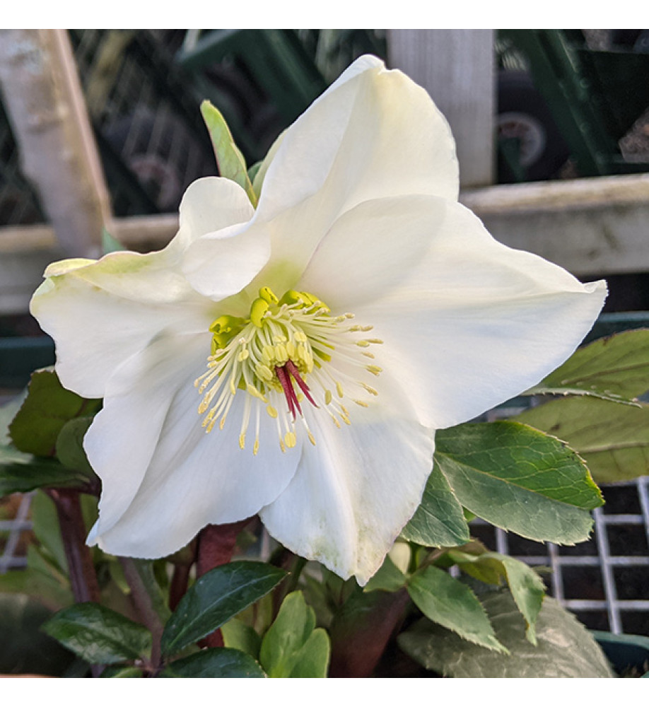 Helleborus HGC Ice 'n' Roses White (4.5lt)