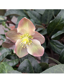 Helleborus x ballardiae Maestro (4.5lt)