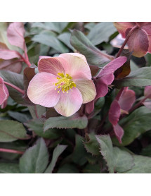 Helleborus x ballardiae Pink Frost (4.5lt) Helleborus x ballardiae Pink Frost (4.5lt)