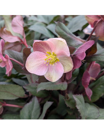 Helleborus x ballardiae Pink Frost (4.5lt)
