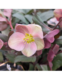 Helleborus x ballardiae Pink Frost (4.5lt)