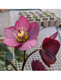 Helleborus HGC Ice 'n' Roses Red (4.5lt)