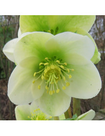 Helleborus x nigercors HGC Ice Breaker Max (4.5lt)