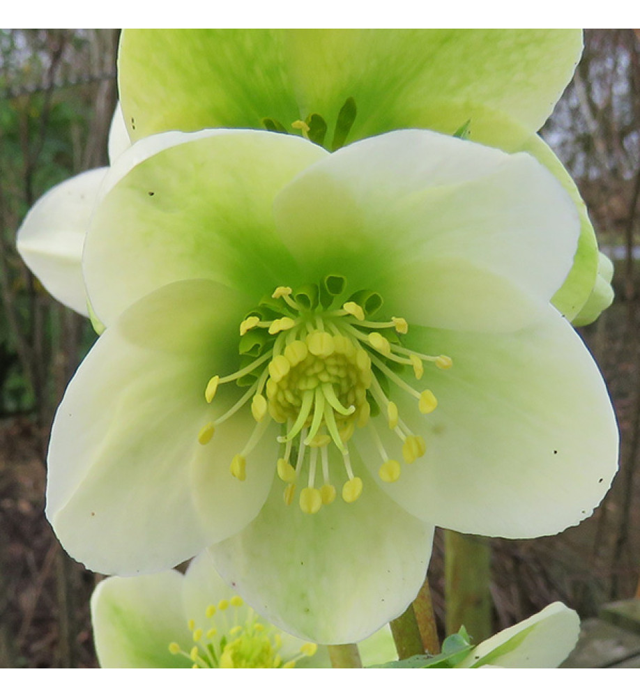 Helleborus x nigercors HGC Ice Breaker Max (4.5lt)