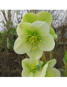 Helleborus x nigercors HGC Ice Breaker Max (4.5lt)