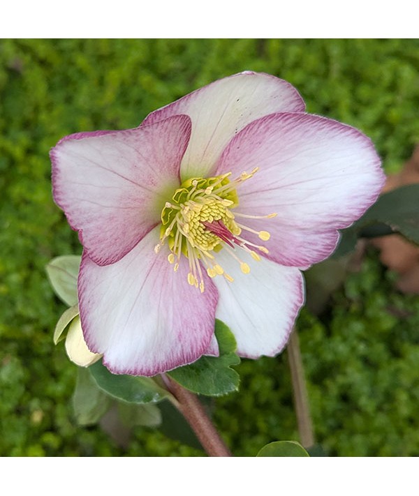 Helleborus HGC Ice 'n' Roses Picotee (3lt)