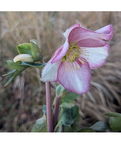 Helleborus HGC Ice 'n' Roses Picotee (3lt)