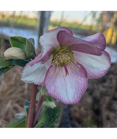 Helleborus HGC Ice 'n' Roses Picotee (3lt)