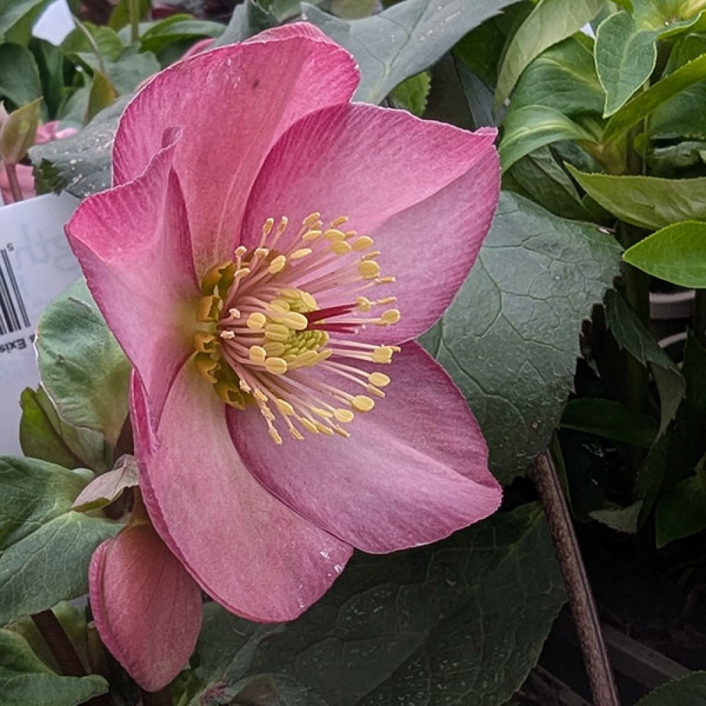 Helleborus HGC Ice 'n' Roses Rose (3lt)