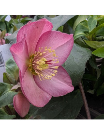 Helleborus HGC Ice 'n' Roses Rose (4.5lt)