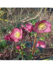 Helleborus HGC Ice 'n' Roses Rosetta (3lt)