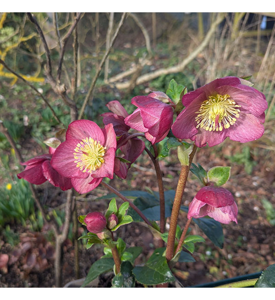 Helleborus HGC Ice 'n' Roses Rosetta (3lt)