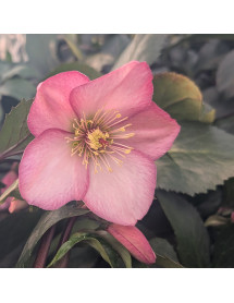 Helleborus HGC Ice 'n' Roses Rose (4.5lt) Helleborus HGC Ice 'n' Roses Rose (4.5lt)