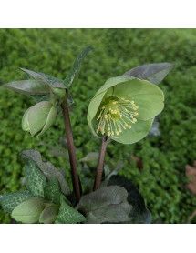 Helleborus Rodney Davey Marbled Group Illumi Lime (Frostkiss Series) (3lt)