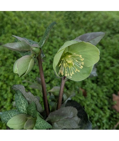 Helleborus Rodney Davey Marbled Group Illumi Lime (Frostkiss Series) (3lt)