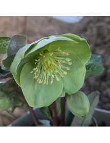 Helleborus Rodney Davey Marbled Group Illumi Lime (Frostkiss Series) (3lt)