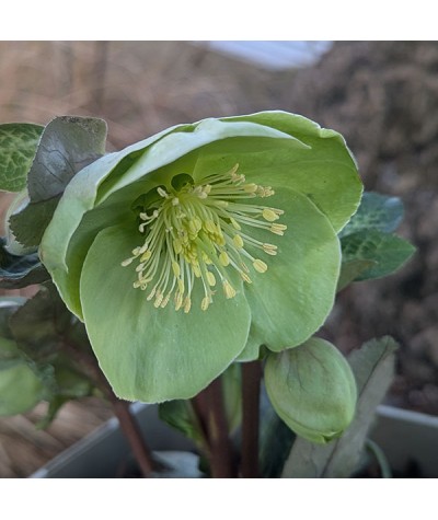 Helleborus Rodney Davey Marbled Group Illumi Lime (Frostkiss Series) (3lt)