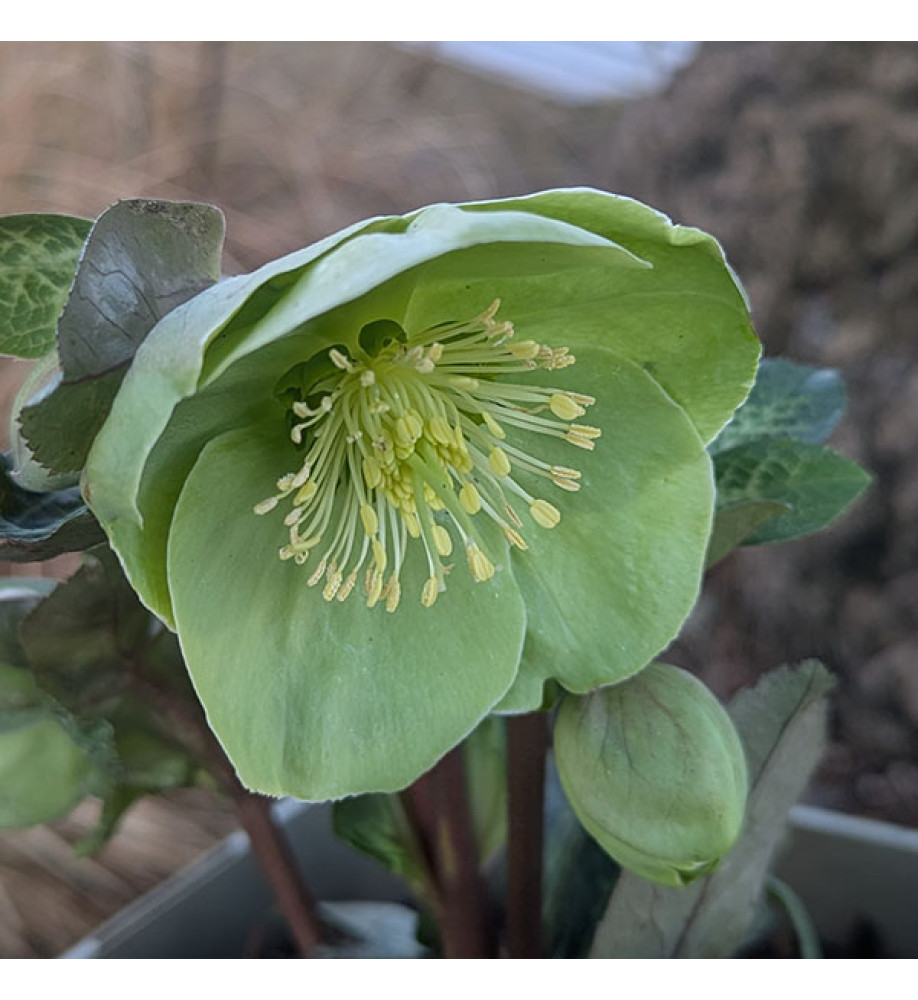Helleborus Rodney Davey Marbled Group Illumi Lime (Frostkiss Series) (3lt)