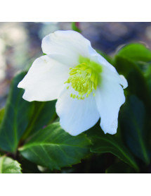 Helleborus niger Jacob Royal (4.5lt)