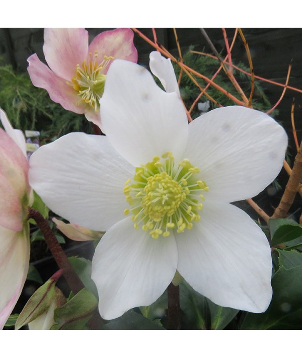 Helleborus niger Jacob Classic (2lt) Helleborus niger Jacob Classic (2lt)