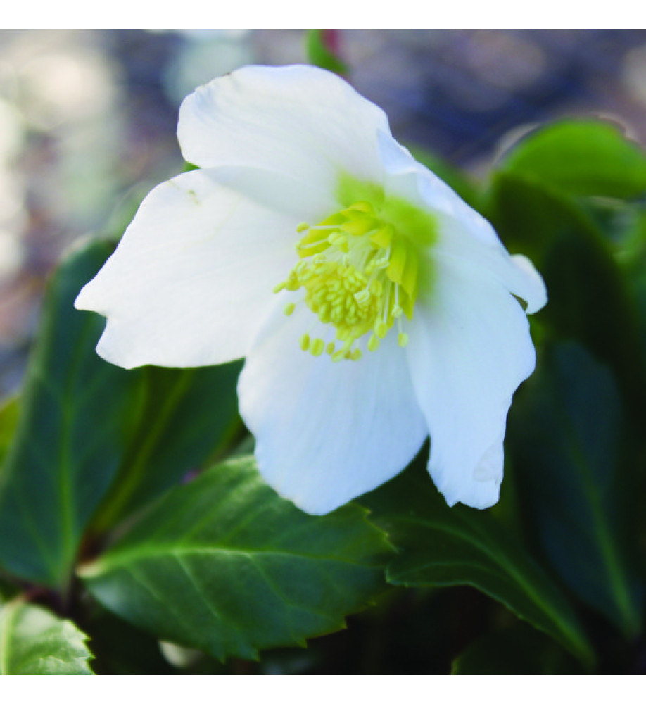 Helleborus niger Jacob Royal (4.5lt)