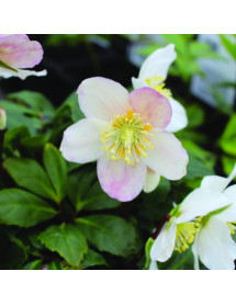 Helleborus niger Jasper (4.5lt)