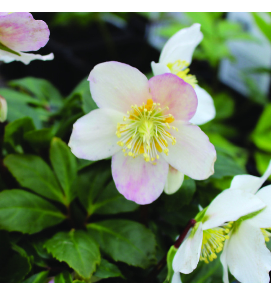 Helleborus niger Jasper (4.5lt)