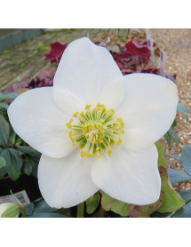Helleborus niger Jasper (4.5lt)