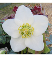 Helleborus niger Jasper (4.5lt)